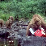 bear eating from a cooler