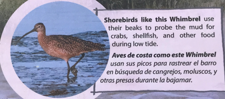 shorebird sign