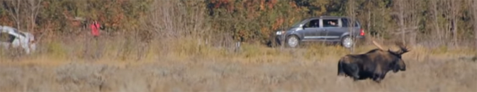 cars on road and moose in foreground