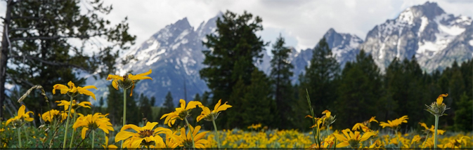wildflowers and mountains