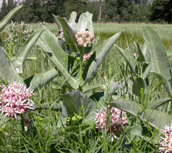 showy milkweed flowers