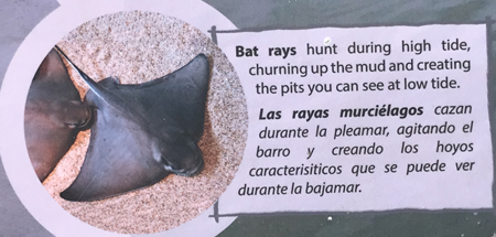 bay rays 