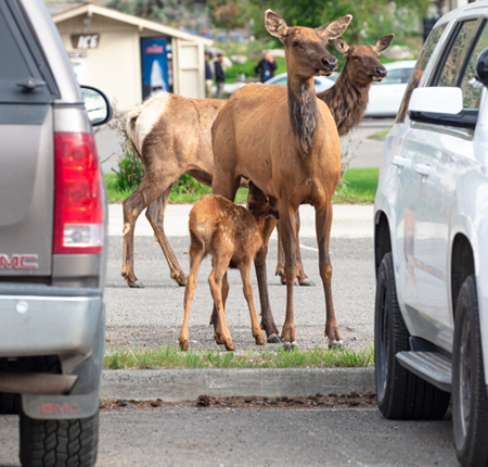 cow and calf elk