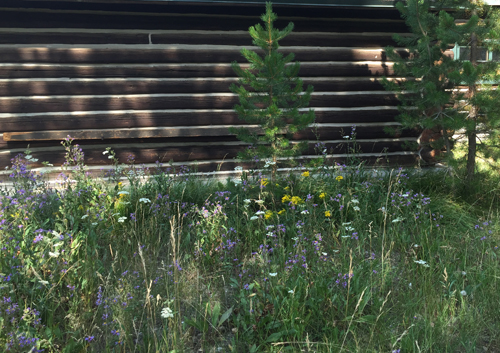 cabin and wildflowers