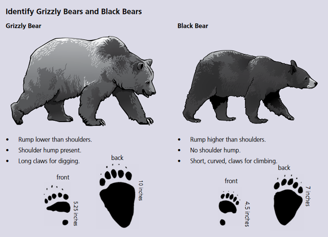 drawing of bears