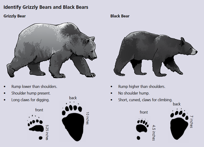 grizzly bear vs lion size