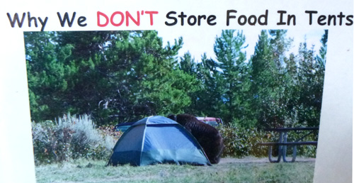 bear inspecting a tent