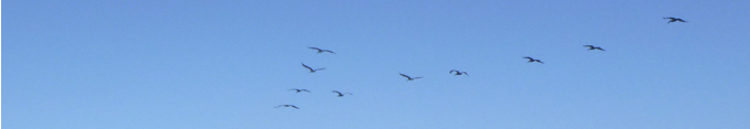 flock of pelicans flying