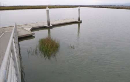 dock with water level near high tide