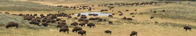 large herd of bison