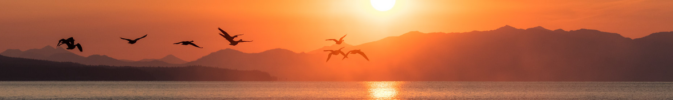 row of birds flying over water