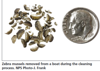 dime size in comparison to dozens of Zebra Mussels