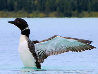 loon mostly out of water wings showing