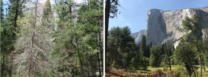 before and after views of El Capitan