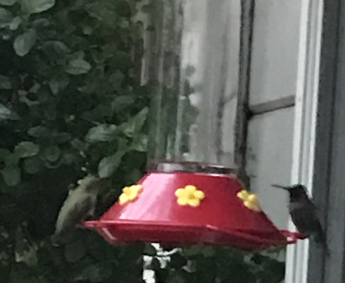 hummingbirds sharing feeder