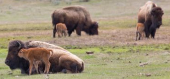 bison cows and calves