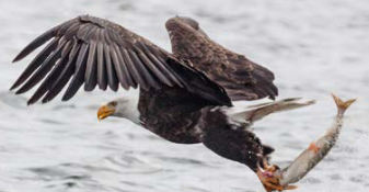 bald eagle with a fish
