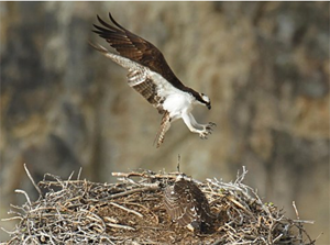 osprey flying down to nest