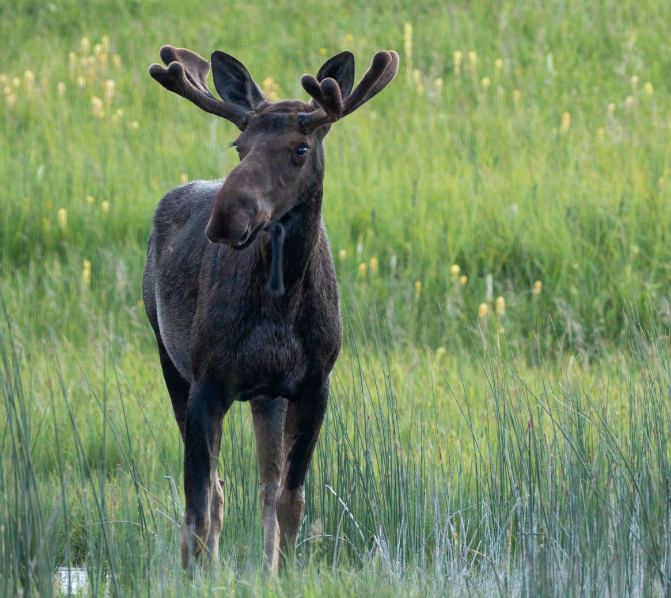 bull moose in meadow