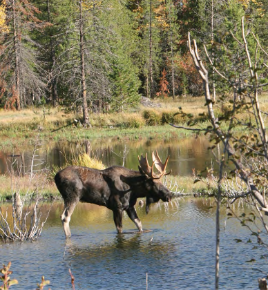 moose