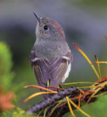 Ruby Crowned Kinglet