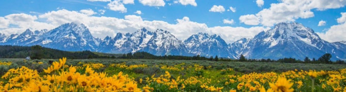 mountains at back, flowers in foreground