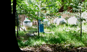 trees and big tanks