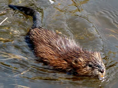 muskrat