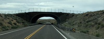 animal overcrossing over highway as seen from car