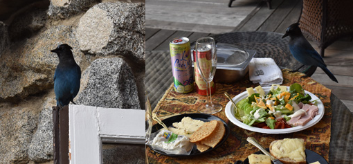 bird on door top and then next to food on table