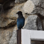 bird on doortop