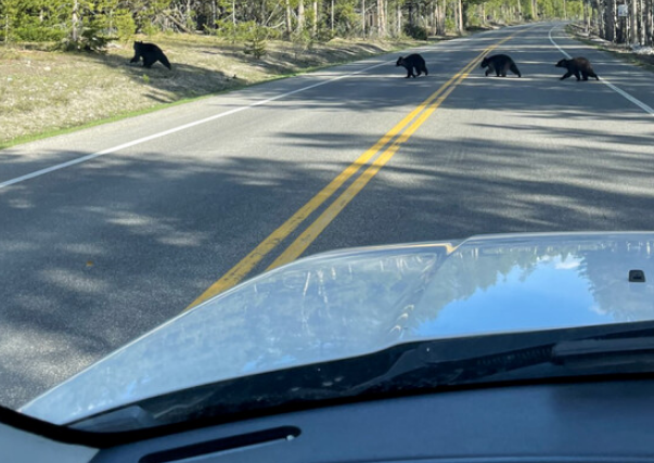 mama bear and three cubs cross road