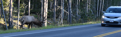 bull elk at edge of roadway, car driving by