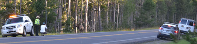 Ranger at roadside with elk close in to road