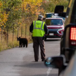 bear on road next to fence, cars in both directions