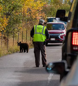bear on road next to fence, cars in both directions
