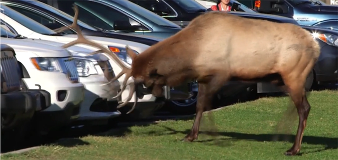 slightly blurred elk with head bent down, about to hit a car