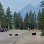 three bears walking across parking lot