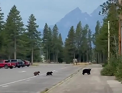 three bears walking across parking lot