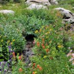 wildflowers growing along stream