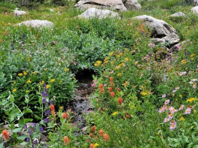 wildflowers growing along stream