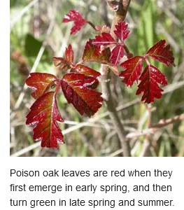 Poison oak leaves are red when they first emerge in early spring, and then turn green in late spring and summer.