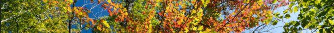 yellow, orange and green leaves and blue sky