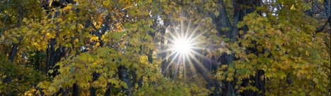 star of sunlight through deciduous trees