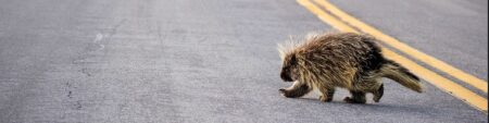 porcupine crossing highway