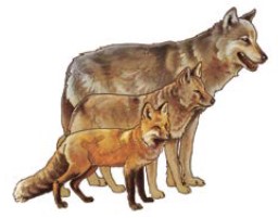 drawing of a fox, coyote and wolf standing next to each other