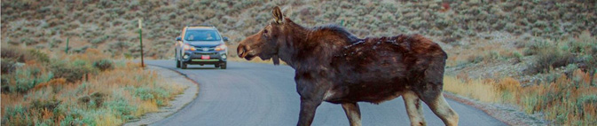 moose crossing road