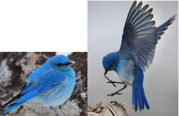 two photos of bluebird