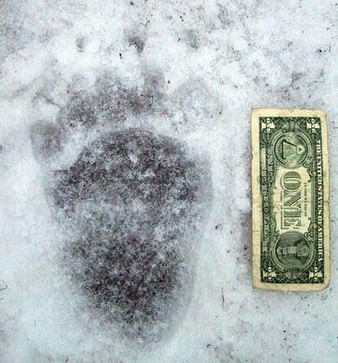 bear track next to a dollar bill to show size comparison