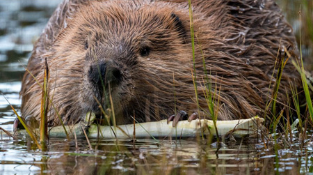 beaver with small branch